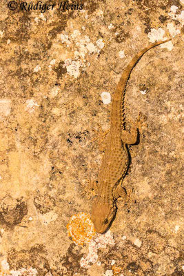 Tarentola mauretanica (Mauergecko), 25.9.2019