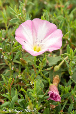 Convolvulus arvensis (Acker-Winde), 14.7.2019