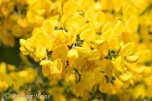 Cytisus scoparius (Besenginster)