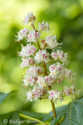 Aesculus hippocastanum (Gewöhnliche Rosskastanie), 8.5.2025