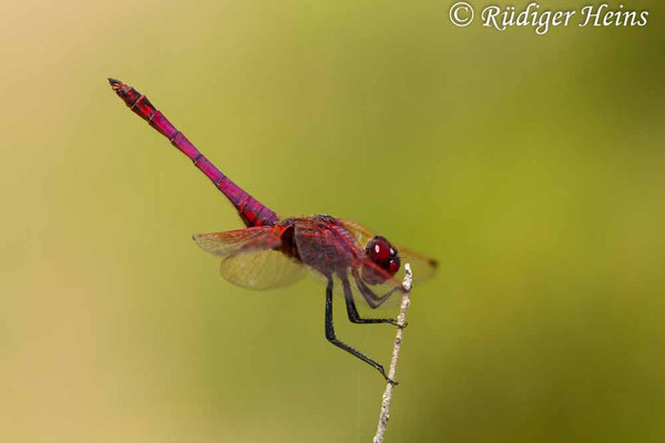 Trithemis annulata (Violetter Sonnenzeiger) Männchen