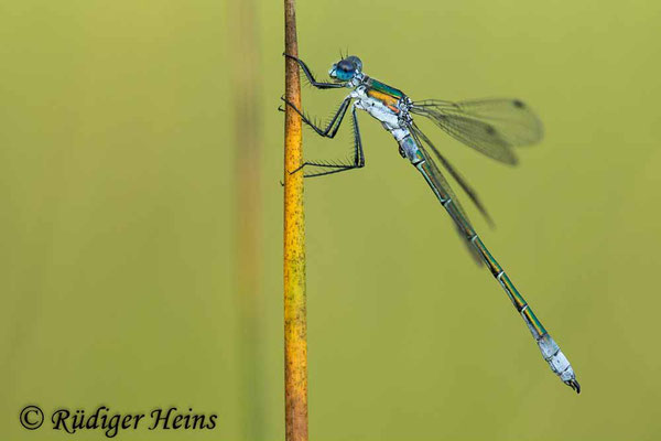 Lestes dryas (Glänzende Binsenjungfer) Männchen, 15.7.2023