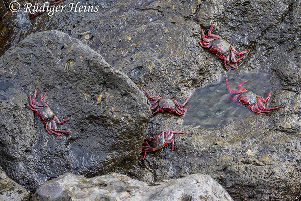 Rote Felsenkrabbe, Grapsus adscensionis