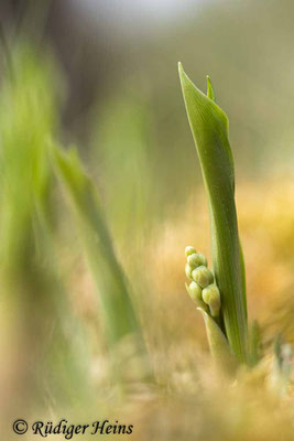 Convallaria majalis (Maiglöckchen), 4.5.2022