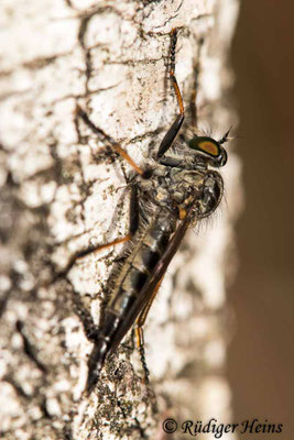 Neoitamus socius (Kleiner Strauchdieb) Weibchen