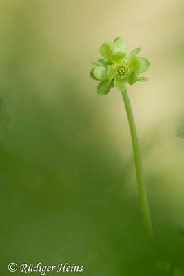 Adoxa moschatellina (Moschuskraut), 16.4.2016