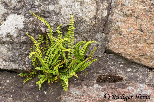 Asplenium trichomanes (Braunstieliger Streifenfarn), 2.9.2015