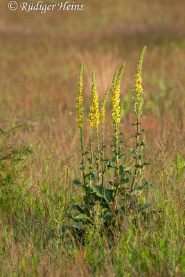 Verbascum nigrum (Schwarze Königskerze), 18.6.2019