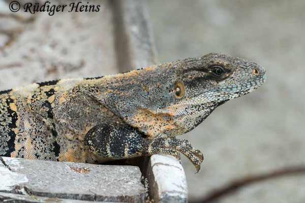 Gemeiner Schwarzleguan Weibchen (Ctenosaura similis), 2.12.2023 - Panasonic DMC-FZ 1000