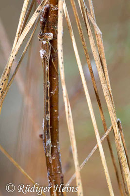 Sympecma fusca (Gemeine Winterlibelle) Weibchen im Winterhabitat, 7.2.2018