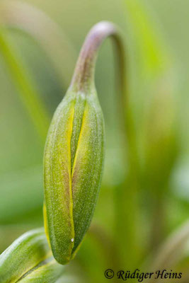 Gagea lutea (Wald-Gelbstern), 4.3.2020