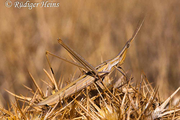 Acrida ungarica (Gewöhnliche Nasenschrecke) Männchen, 24.10.1997 (Scan vom Dia)