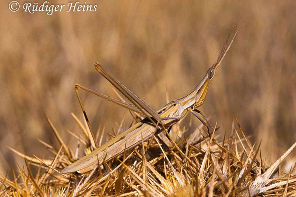 Acrida ungarica (Gewöhnliche Nasenschrecke) Männchen