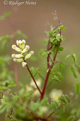 Ceratocapnos claviculata (Rankender Lerchensporn), 5.4.2019