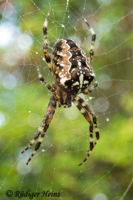 Araneus diadematus (Gartenkreuzspinne)