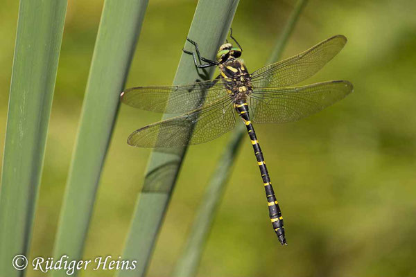 Cordulegaster boltonii (Zweigestreifte Quelljungfer) Männchen, 24.8.2023