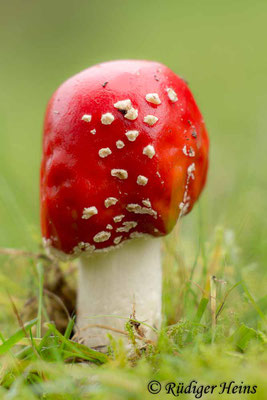 Amanita muscaria (Fliegenpilz), 11.10.2017