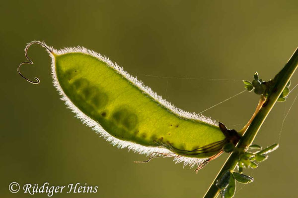 Cytisus scoparius (Besenginster)