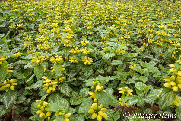 Lamium galeobdolon (Gewöhnliche Goldnessel), 27.4.2019
