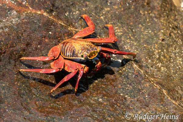 Grapsus grapsus (Rote Klippenkrabbe)