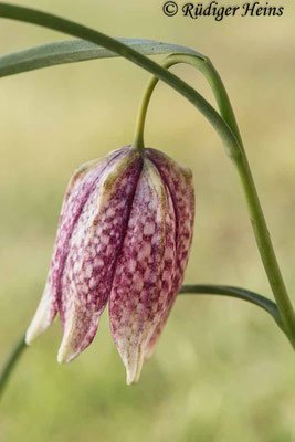 Fritillaria meleagris (Schachblume), 28.4.2021