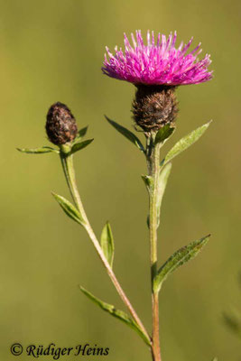 Centaurea nigra (Schwarze Flockenblume), 7.7.2020