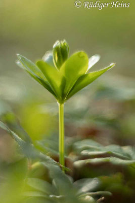 Galium odoratum (Waldmeister), 4.5.2022