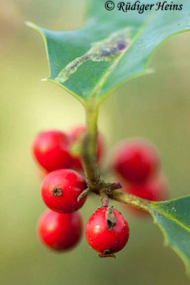 Ilex aquifolium (Europäische Stechpalme), 16.1.2020