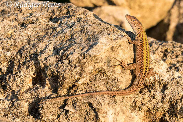 Podarcis sicula (Ruineneidechse), 27.9.2019