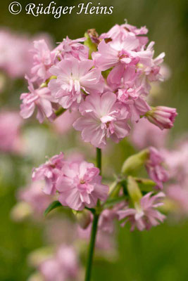 Saponaria officinalis (Echtes Seifenkraut), 18.7.2015