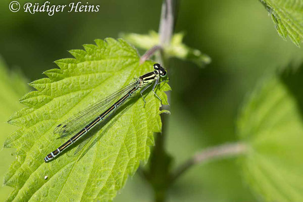 Coenagrion puella (Hufeisen-Azurjungfer) Weibchen, 28.5.2024