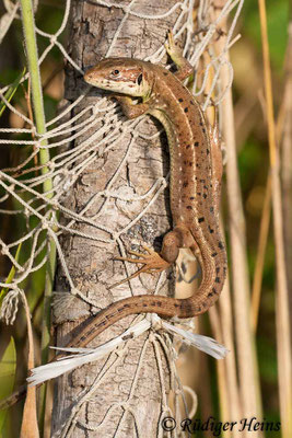 Lacerta trilineata (Riesen-Smaragdeidechse), 24.7.2007