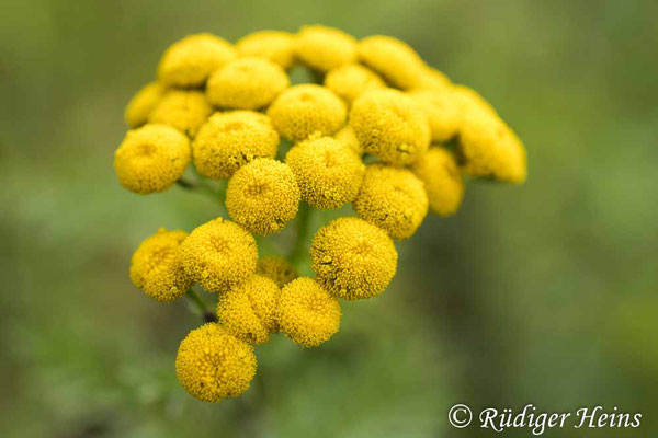 Tanacetum vulgare (Rainfarn), 8.8.2025