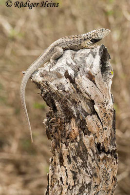 Microlophus grayii (Lavaechse) Männchen, 17.2.2020