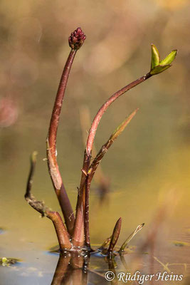 Menyanthes trifoliata (Fieberklee), 25.4.2021