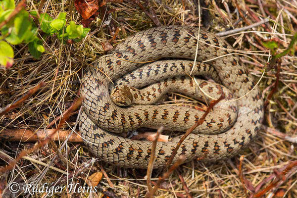 Coronella austriaca (Schlingnatter oder Glattnatter), 18.6.2018