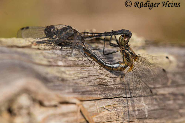 Sympetrum danae (Schwarze Heidelibelle) Paarung, 22.10.2022