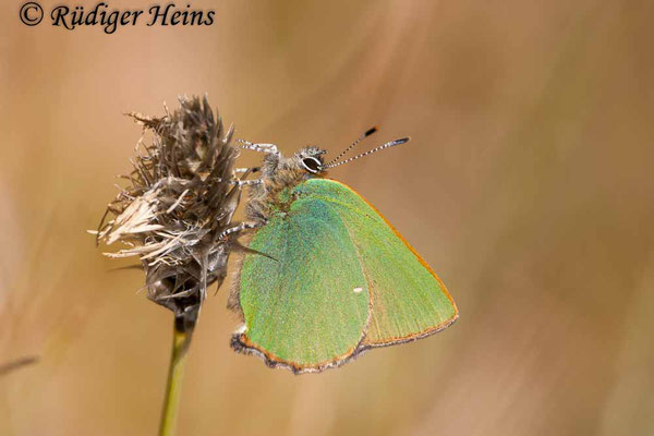 Callophrys rubi (Brombeer-Zipfelfalter), 17.4.2010