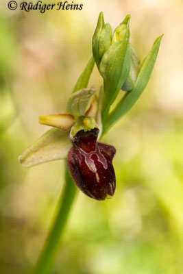 Ophrys sphegodes (Spinnen-Ragwurz)