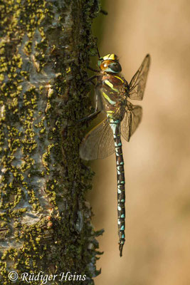 Aeshna juncea, Torf-Mosaikjungfer, Männchen