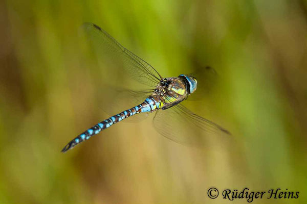 Aeshna mixta (Herbst-Mosaikjungfer) Männchen, 6.8.2018