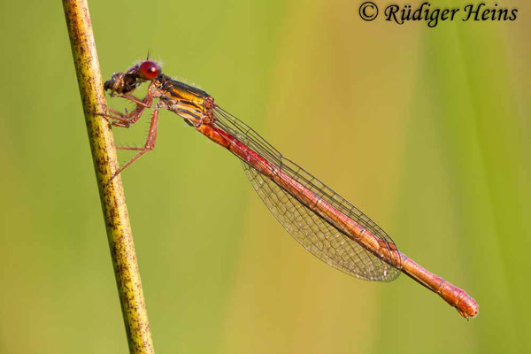 Ceriagrion tenellum (Scharlachlibelle) Weibchen, 6.8.2008 