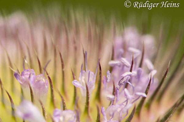 Dipsacus fullonum (Wilde Karde), 28.8.2024