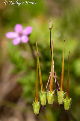 Erodium cicutarium (Gewöhnlicher Reiherschnabel), 14.9.2008