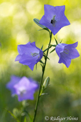 Campanula persicifolia (Pfirsichblättrige Glockenblume), 18.6.2025