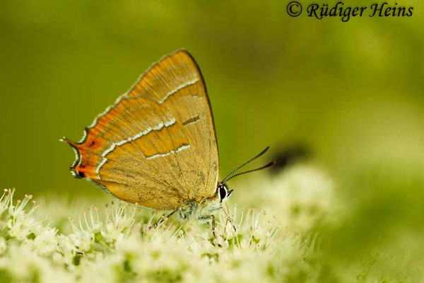 Thecla betulae (Nierenfleck-Zipfelfalter), 6.8.2016