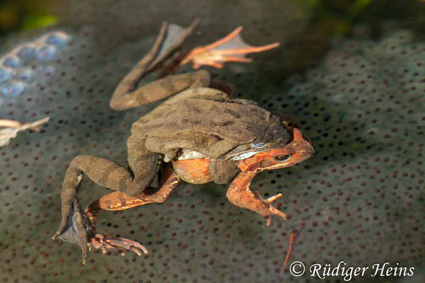 Rana temporaria (Grasfrosch) Paarung, 25.3.2012