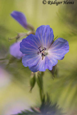 Geranium pratense (Wiesen-Storchschnabel), 10.6.2023