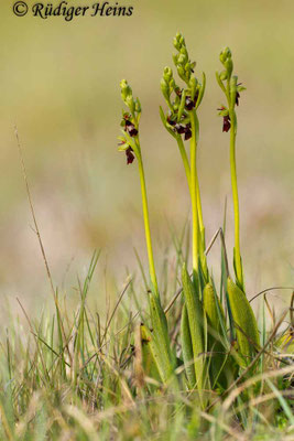 Ophrys insectifera (Fliegen-Ragwurz)