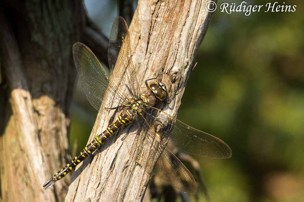 Aeshna subarctica, Hochmoor-Mosaikjungfer, Weibchen